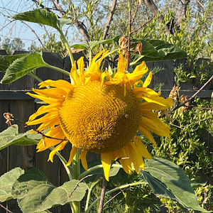 Meet your Posher, Sanjay